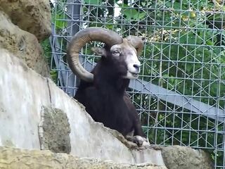 CHINESE DAMSEL FINGERBLASTED THEN PUMMELED DEEP INTERNAL CUMSHOT